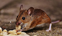24 Hour & Emergency Exterminators in Denville, NJ